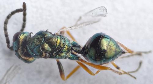 Réf. 282 727 : Miscogaster rufipes